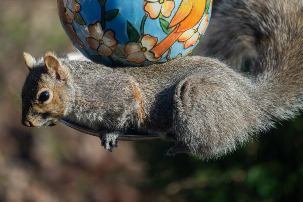 How to keep squirrels out of bird feeders