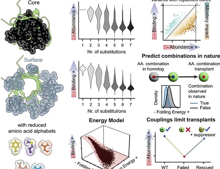 Genetics, energetics, and allostery in proteins with randomized cores and surfaces | Science