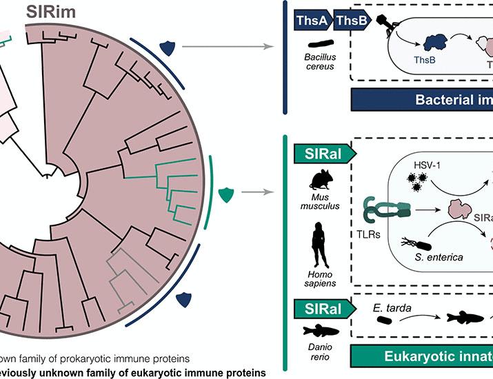 A human homolog of SIR2 antiphage proteins mediates immunity via the Toll-like receptor pathway | Science