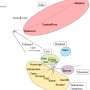 Predicting genomic adaptation to climate change in teak, a valuable tropical tree species