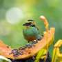 Hidden black and white feathers found to intensify blue and yellow bird plumage