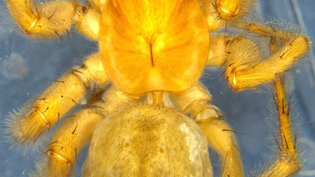 ZSI Scientists Identify New Wolf Spider and Four Wasp Species in West Bengal