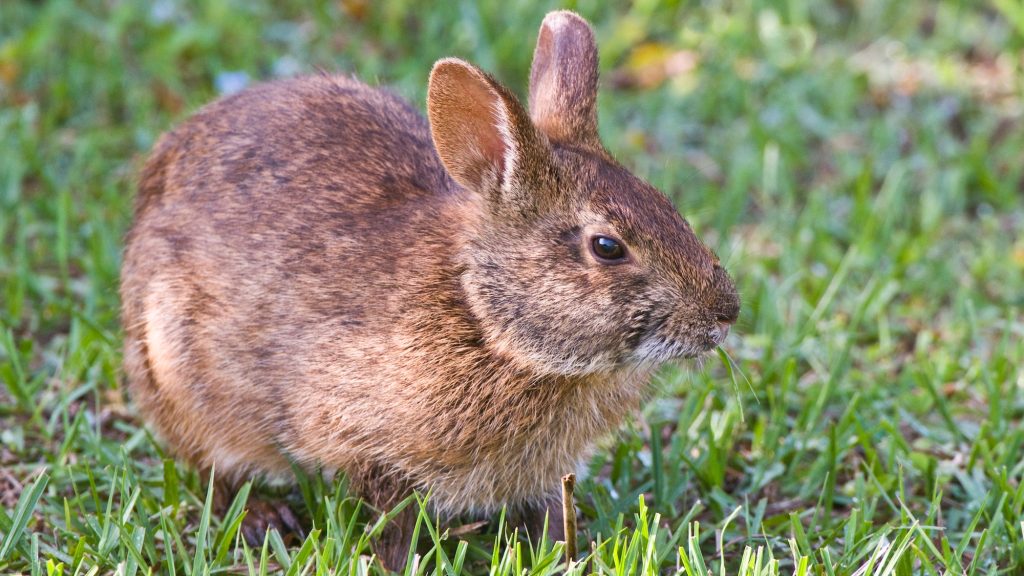 Robot bunnies deployed in Florida to fight invasive pythons