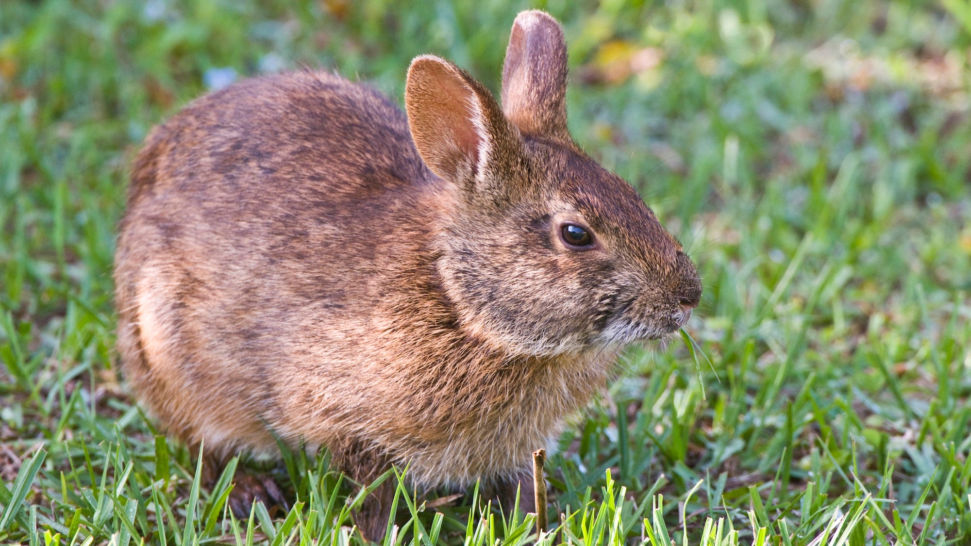 Robot bunnies deployed in Florida to fight invasive pythons