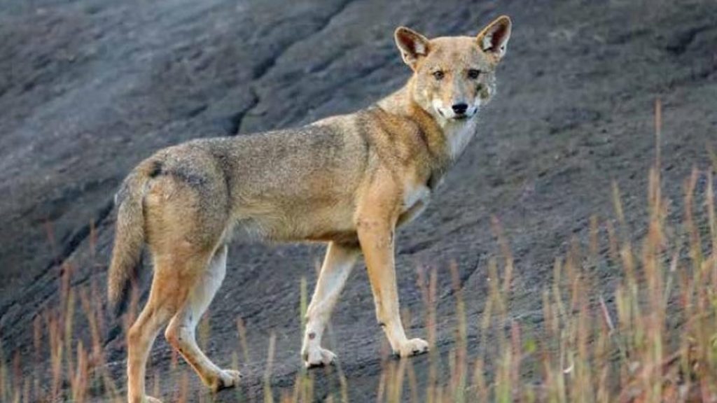 Kerala’s Golden Jackals find home in human-dominated landscapes, not forests: study