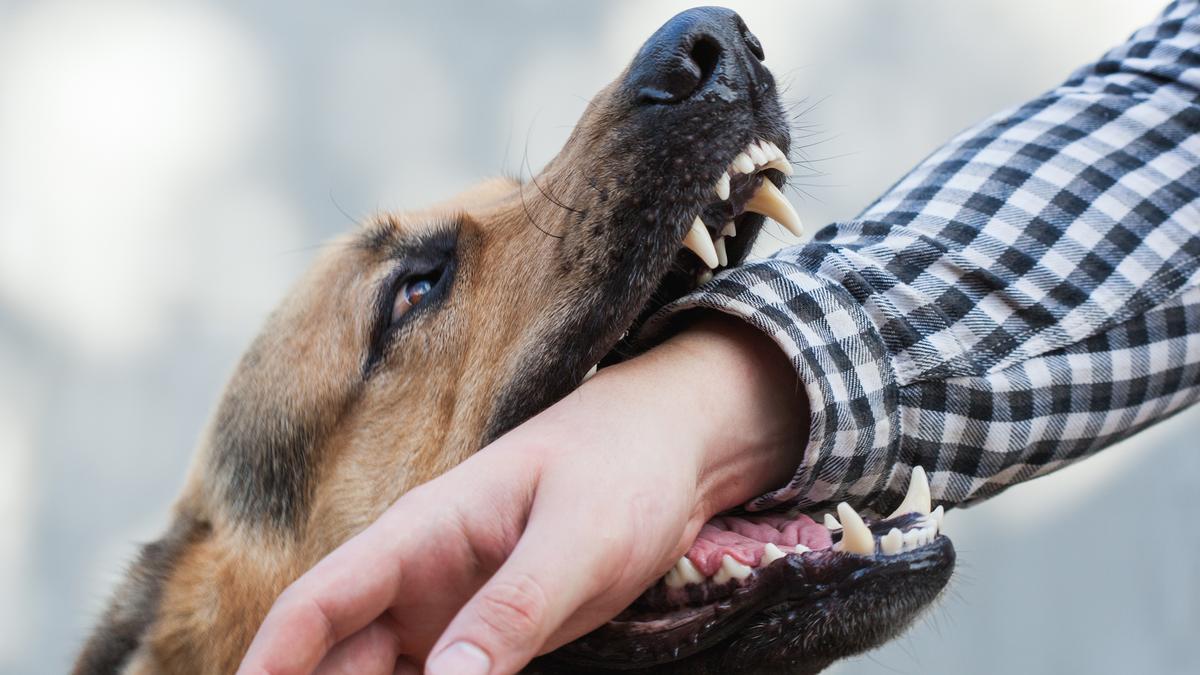 supreme-court-takes-suo-motu-cognisance-of-report-over-dog-bites-leading-to-rabies