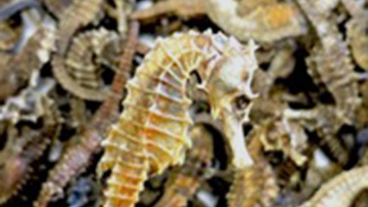 dried-seahorses-seized,-one-held