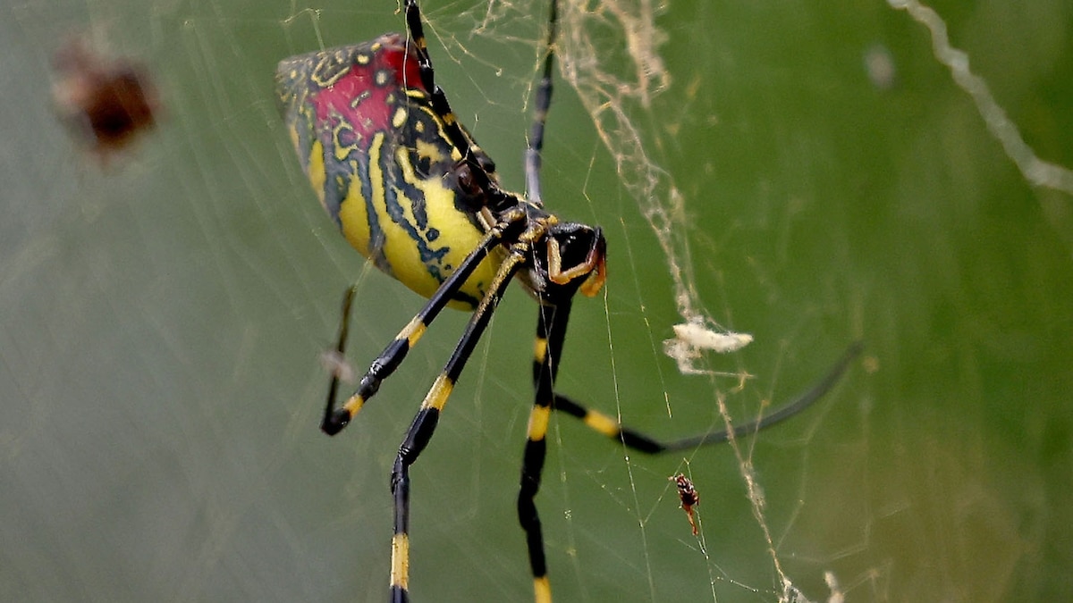 Female invasive joro spiders may dabble in cannibalism
