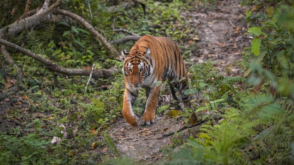 Kaziranga: Third-Highest Tiger Density Globally