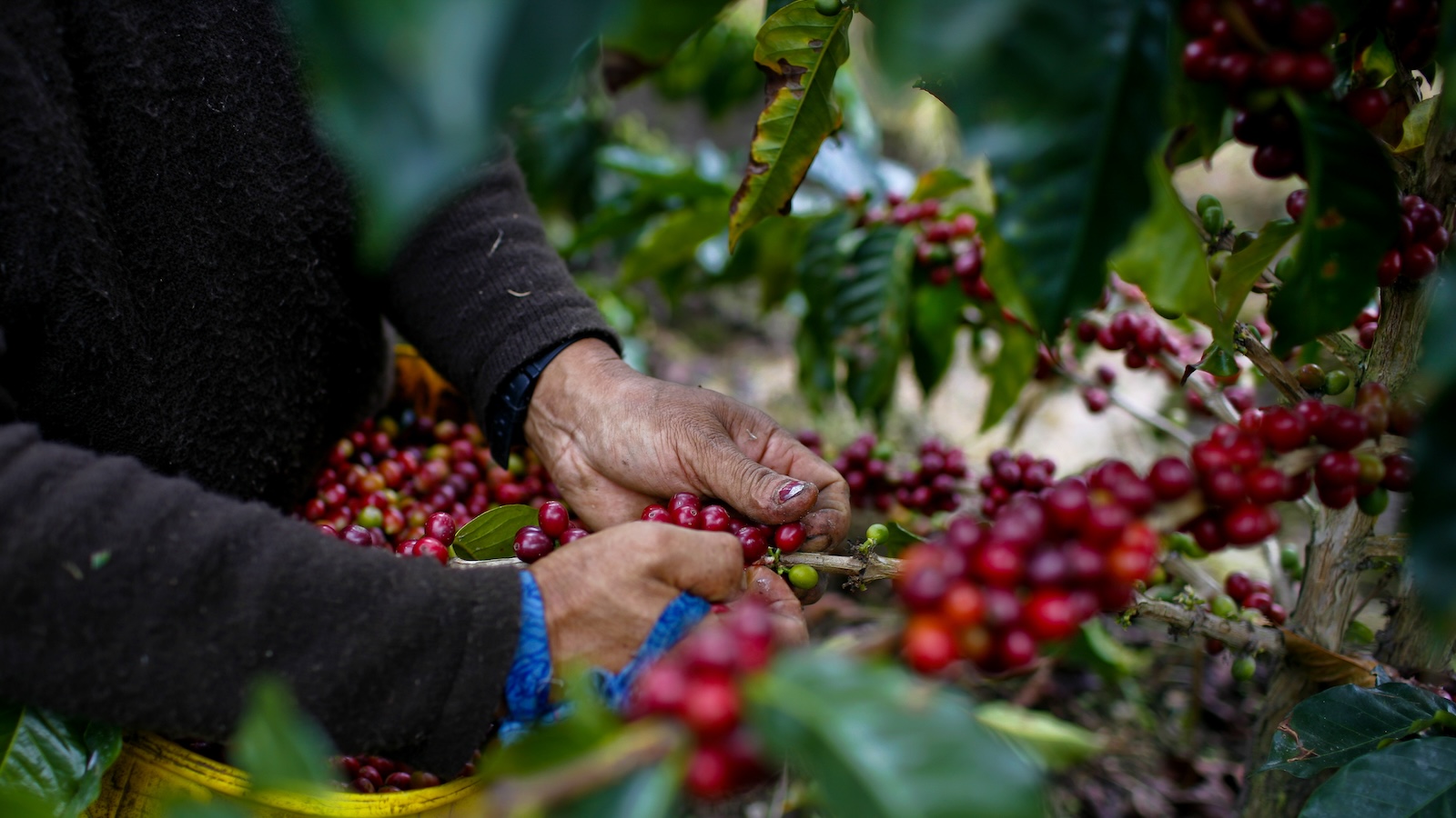 Climate change has sent coffee prices soaring. Trump’s tariffs will send them higher.