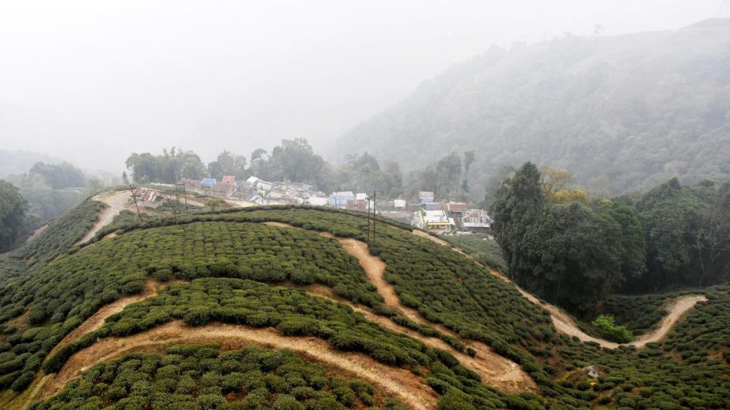 India's Tea Production Rises in 2025, Darjeeling Faces Challenges