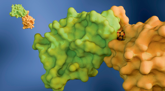Natural molecular glues spur next-gen small molecules for ‘undruggable’ targets