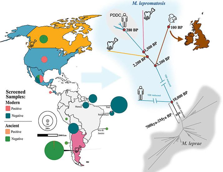 Pre-European contact leprosy in the Americas and its current persistence | Science