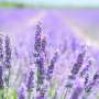 Lavender steps up as a natural preservative in skin-care emulsions