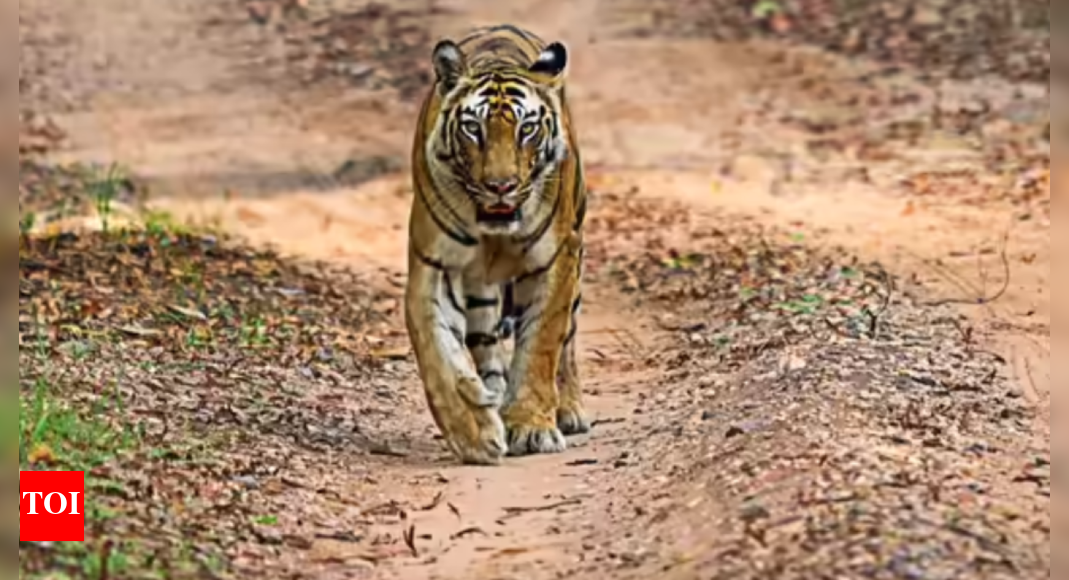 Two tigers kill six cattle in Nilgiris