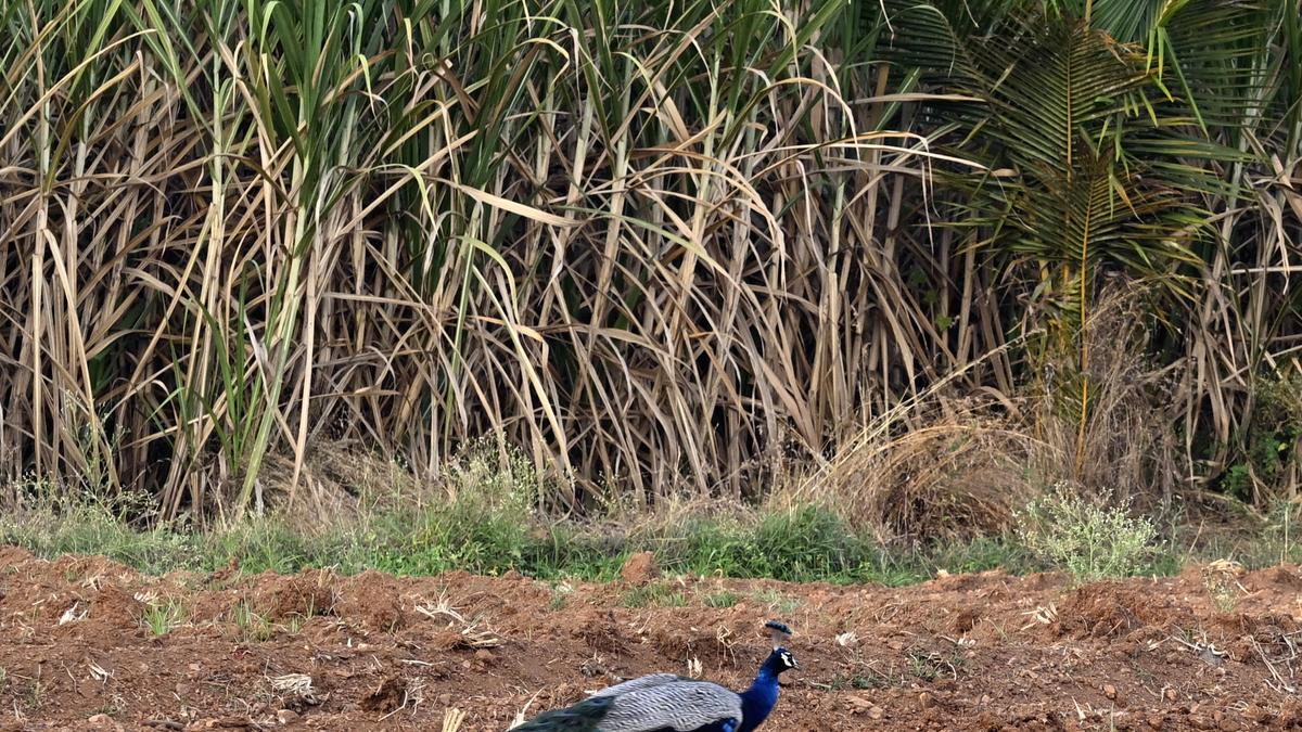 karnataka:-minister-orders-probe-into-death-of-19-peacocks-in-tumakuru-district 