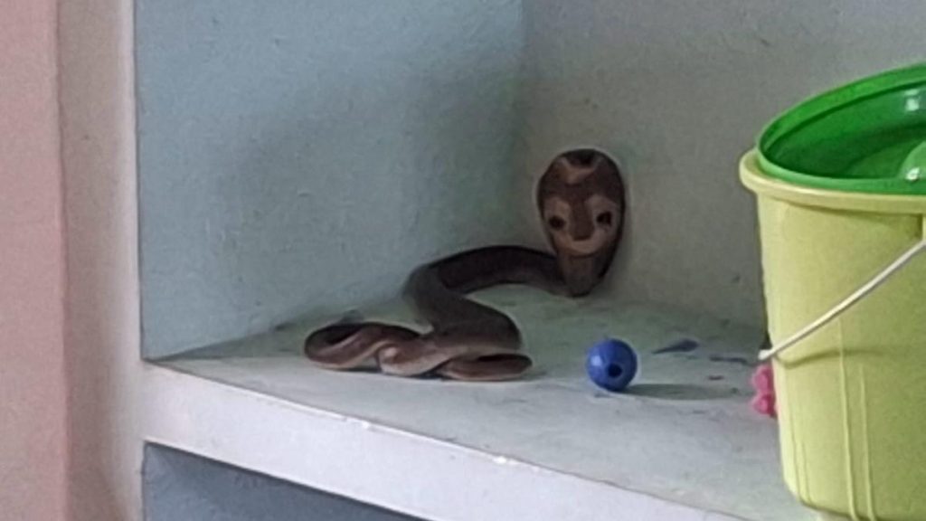 Cobra found inside almirah at anganwadi in Ernakulam