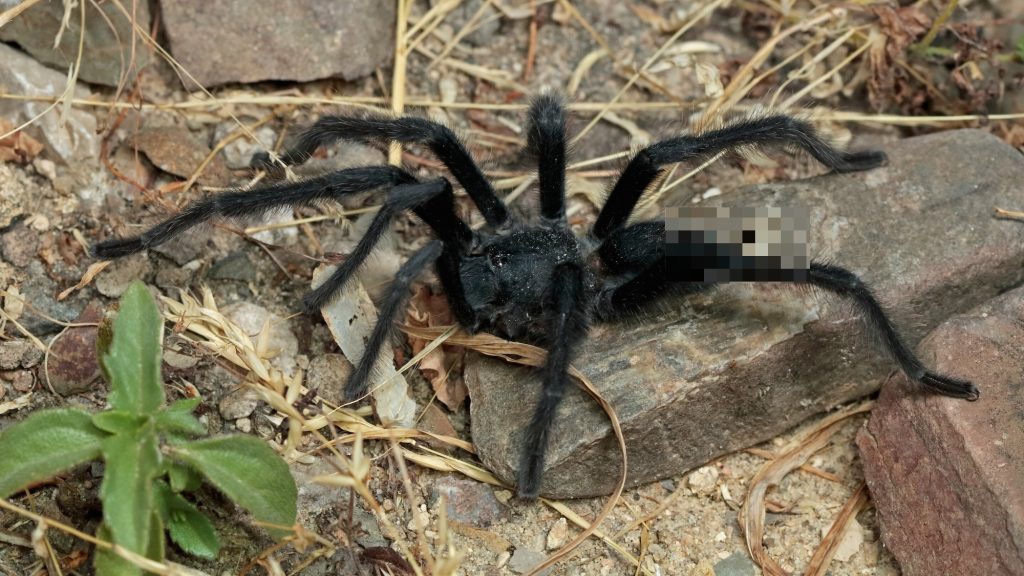 These tarantulas’ genitals are so long, it required a new genus
