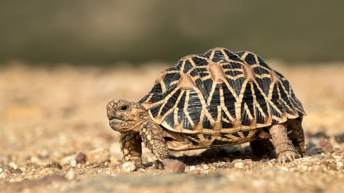 customs-officials-bust-smuggling-racket,-rescue-30-star-tortoises-at-bengaluru-airport