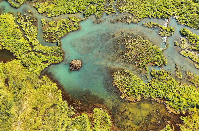 Beavers are poised to invade and radically remake the Arctic