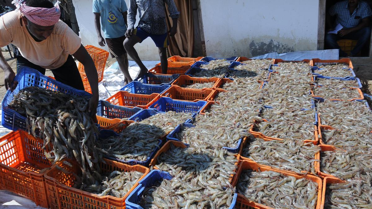 trump’s-25%-tariff-likely-to-hit-seafood-exports-from-ap.