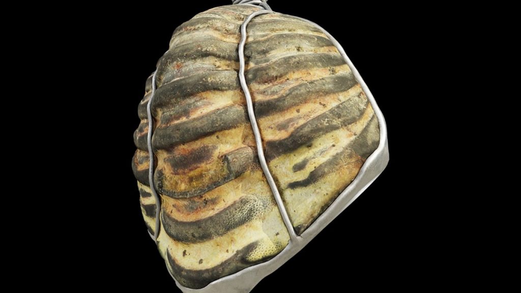 Did ancient Romans collect fossils too? New discovery offers a clue.