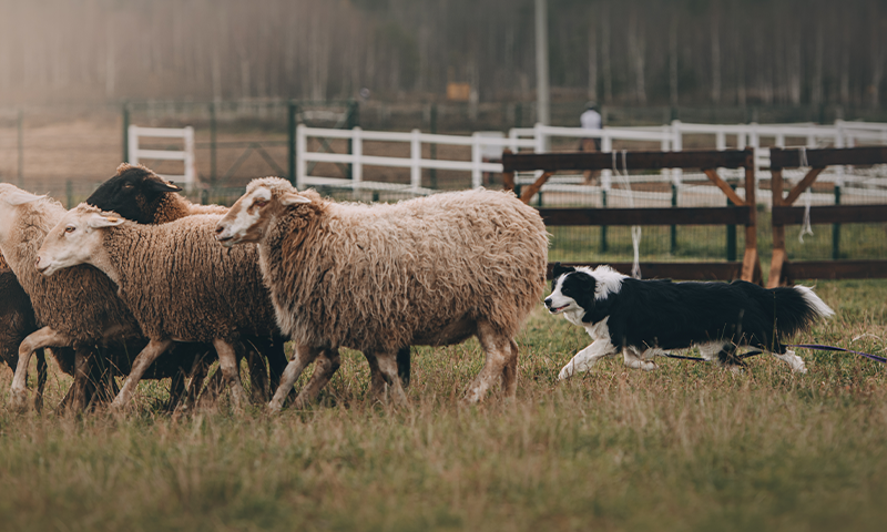 The Magic of Herding
