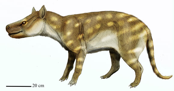 Fossil Teeth Reveal How Extinct Carnivorous Mammal Adapted to Global Warming 56 Million Years Ago