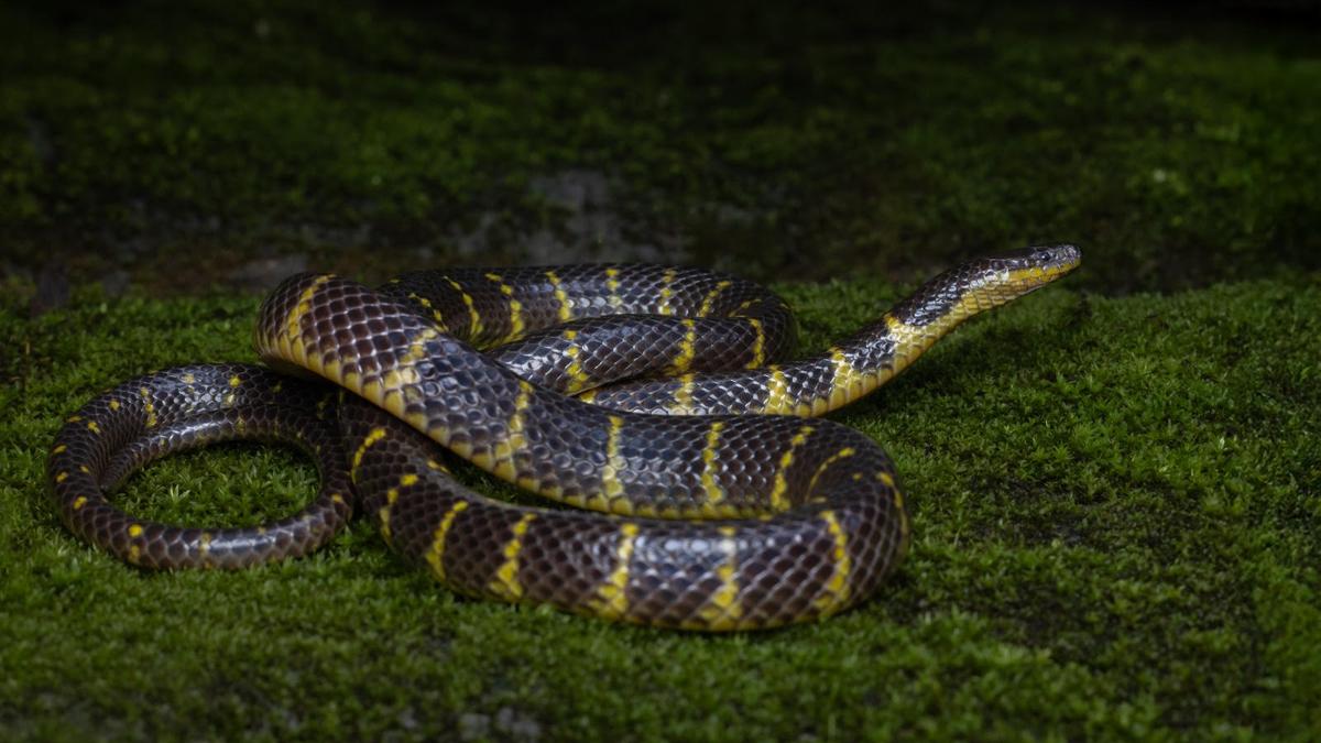 new-species-of-rain-snake-recorded-in-mizoram