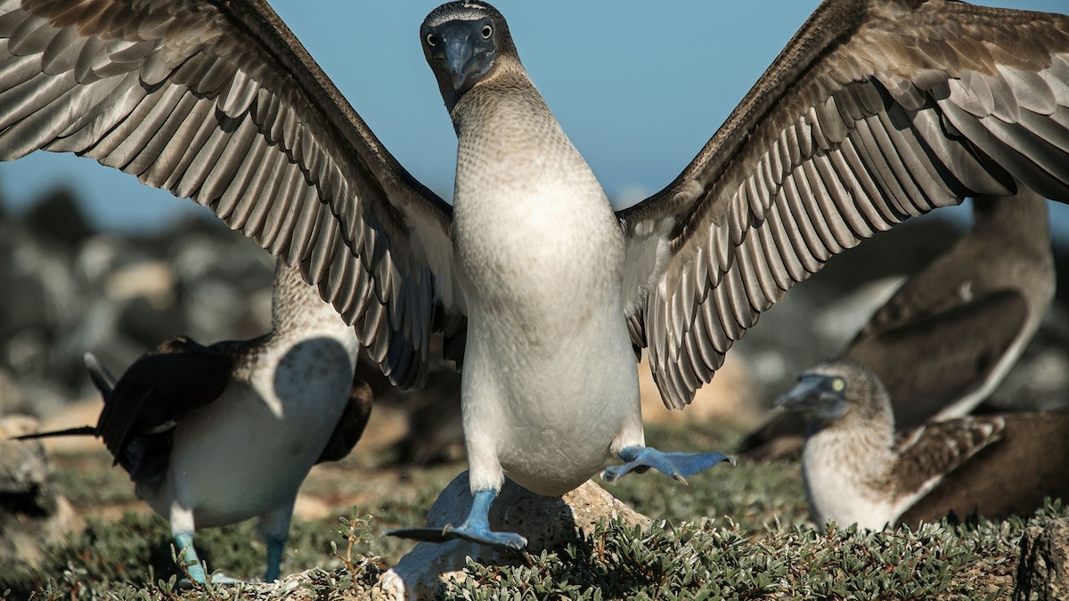 To see iconic wildlife without the crowds, visit ‘Little Galápagos’ instead