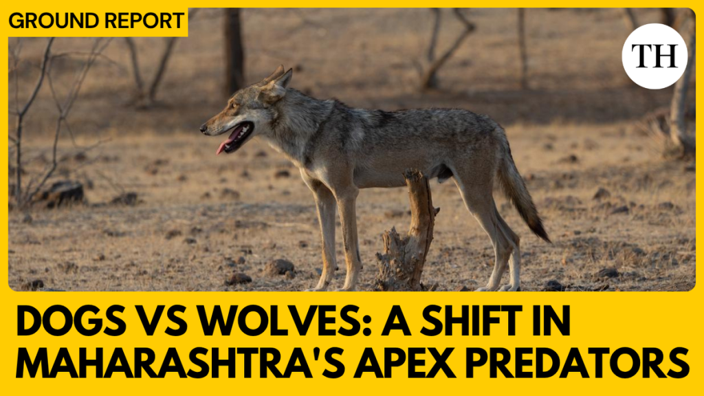 Wolves Replace Dogs as Maharashtra's Top Predators - Watch the Shift