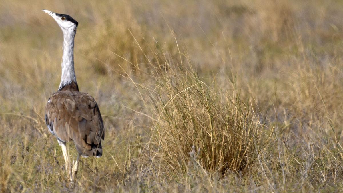 experts-suggest-increasing-priority-area-for-great-indian-bustards-in-rajasthan:-centre-tells-sc