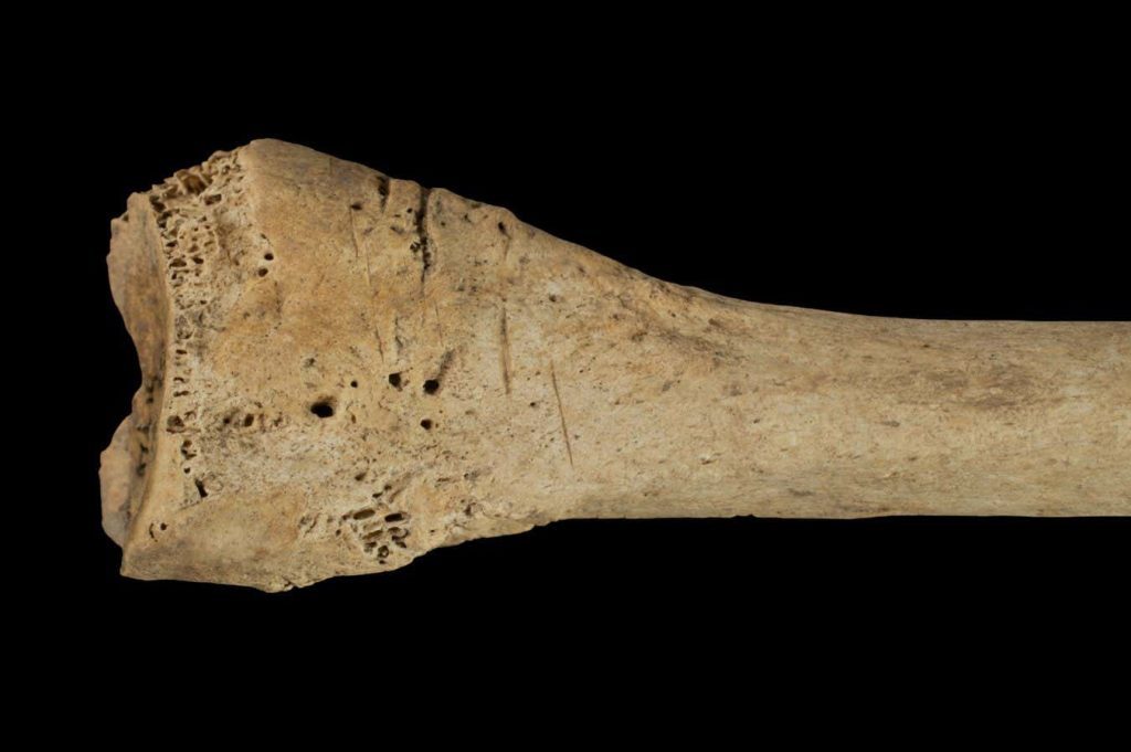 Human bones found in Spanish cave show signs of ancient cannibalism