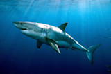 DNA Differences in Great White Sharks Have Instigated an Unsolved Mystery