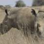 The world’s black rhino numbers have increased but there’s bad news for others