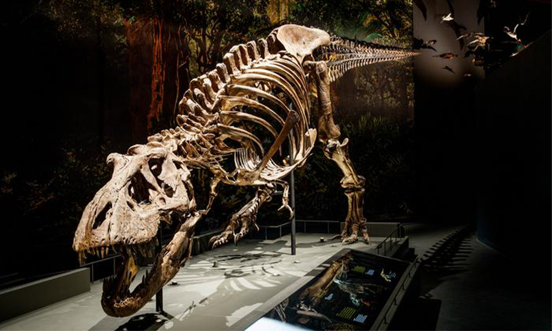 The Data in a Dino’s Smile