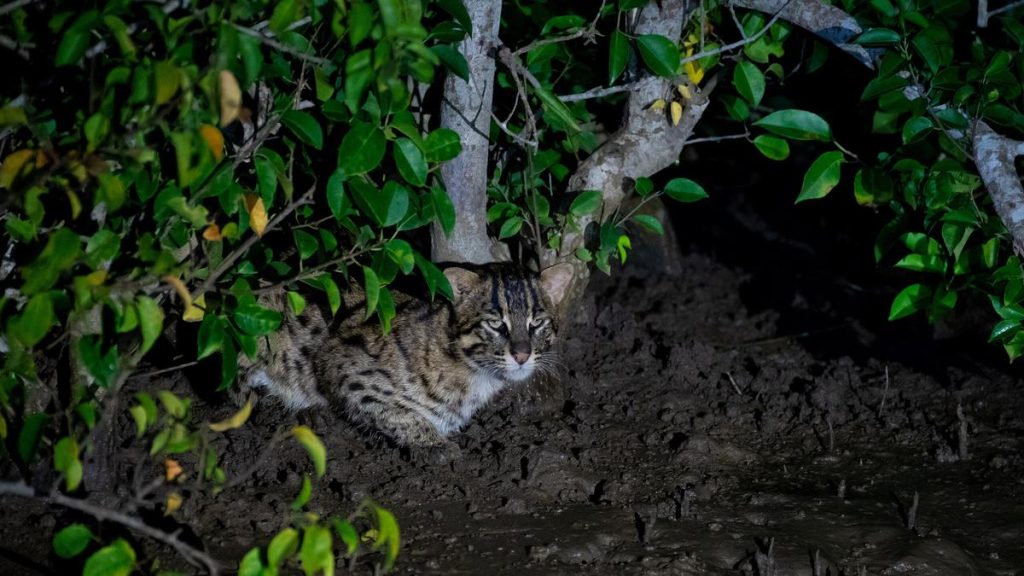 Tracking the Endangered Fishing Cat: A Quest for Survival