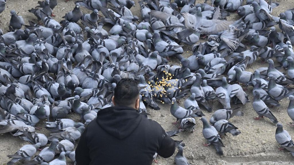 MCD to Advise Against Feeding Pigeons Over Health Risks