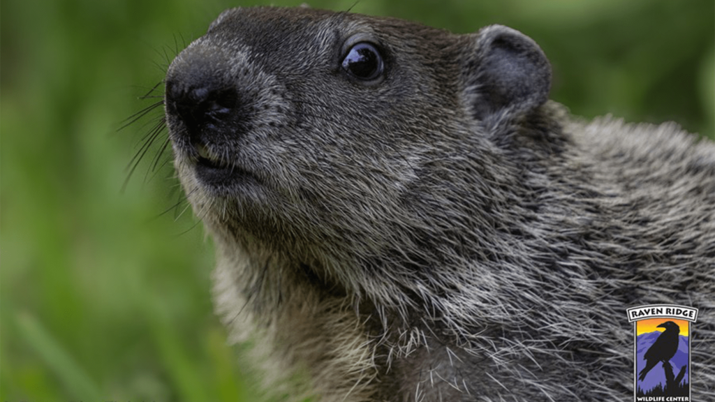 Three orphaned groundhogs released back into the wild