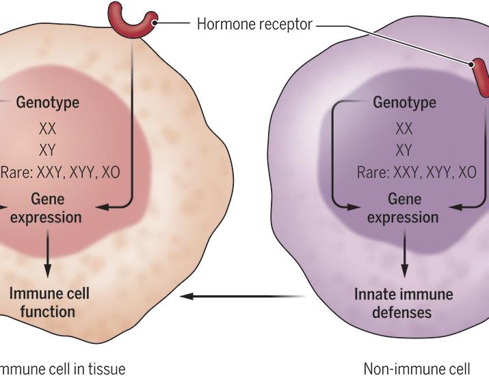 Sex differences in tissue-specific immunity and immunology | Science