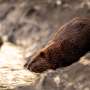 Strategically bringing back beavers could support healthy and climate-resilient watersheds