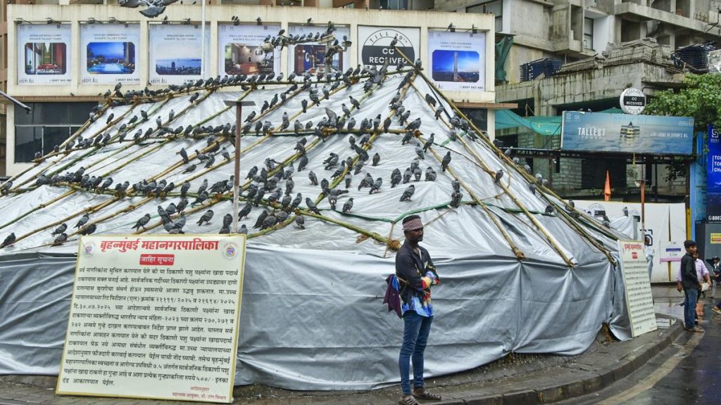 SC Upholds Bombay HC Ban on Feeding Pigeons in Kabutarkhanas