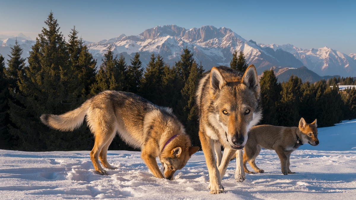 Demand for wolf-dog hybrid pets is surging—and that’s a huge problem