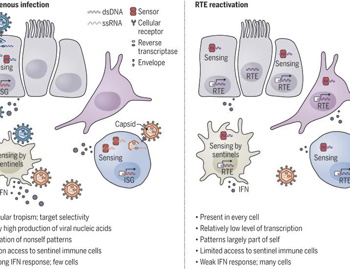Evolution of antiviral host defenses against a backdrop of endogenous retroelements | Science