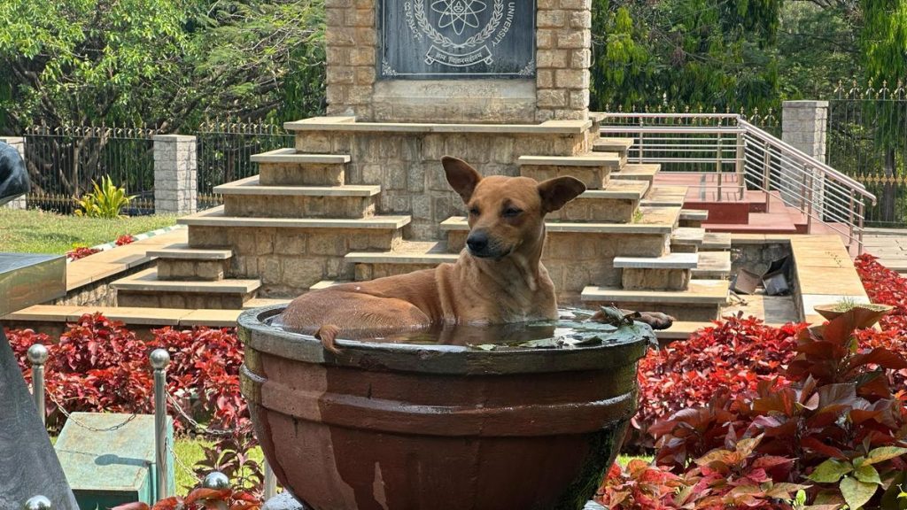 Stray Dog Attack Leaves Two Students Injured on Bengaluru Campus