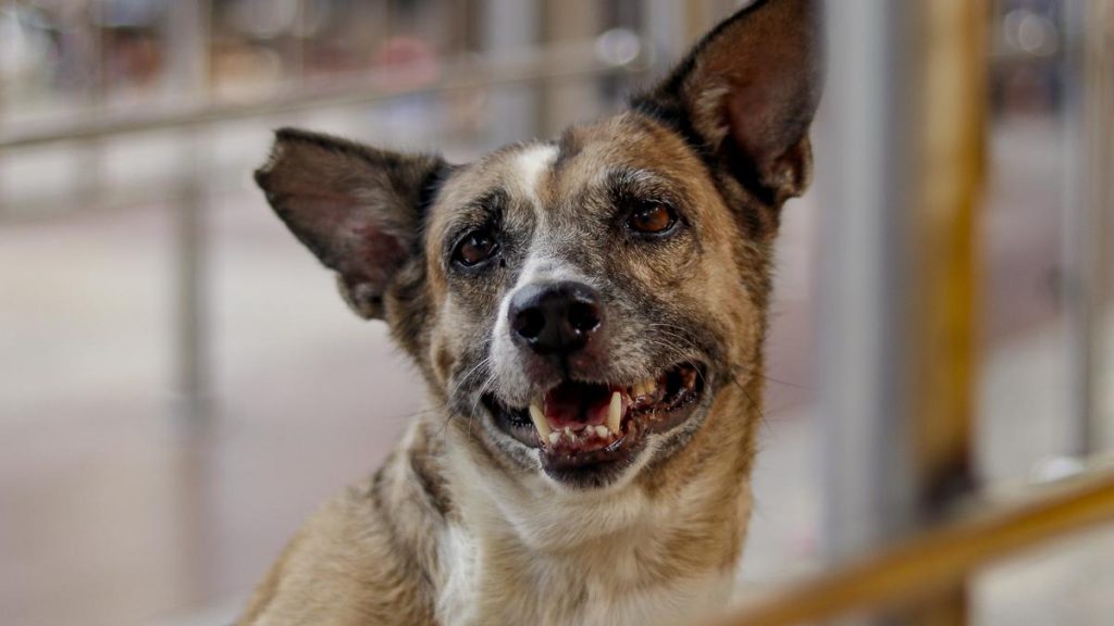 India's Stray Dog Dilemma: Vaccinate or Shelter?