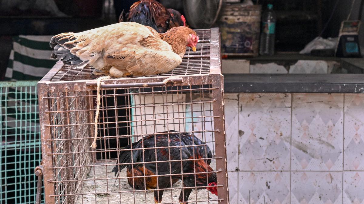 independence-day-meat-ban-order-sparks-row-as-owaisi-slams-ghmc-as-‘callous,-unconstitutional’