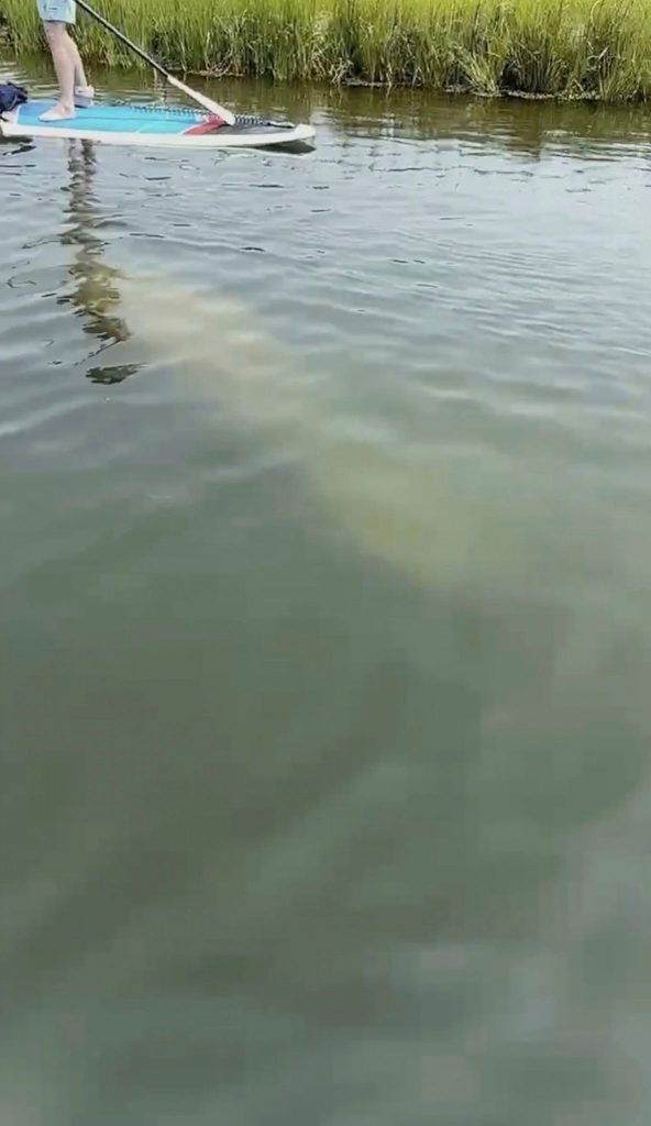 Scientists standing by to rescue rare manatee sighted in cold New England waters