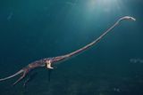 A Mini Loch Ness Monster Look-Alike Lived in Arizona Around 220 Million Years Ago