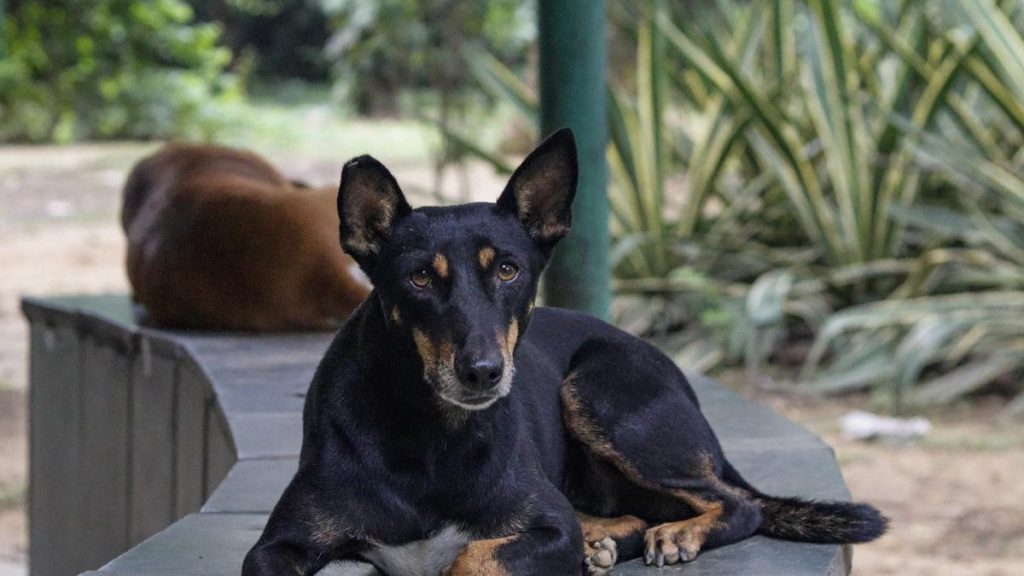 Supreme Court to Hear Stray Dog Issue Today